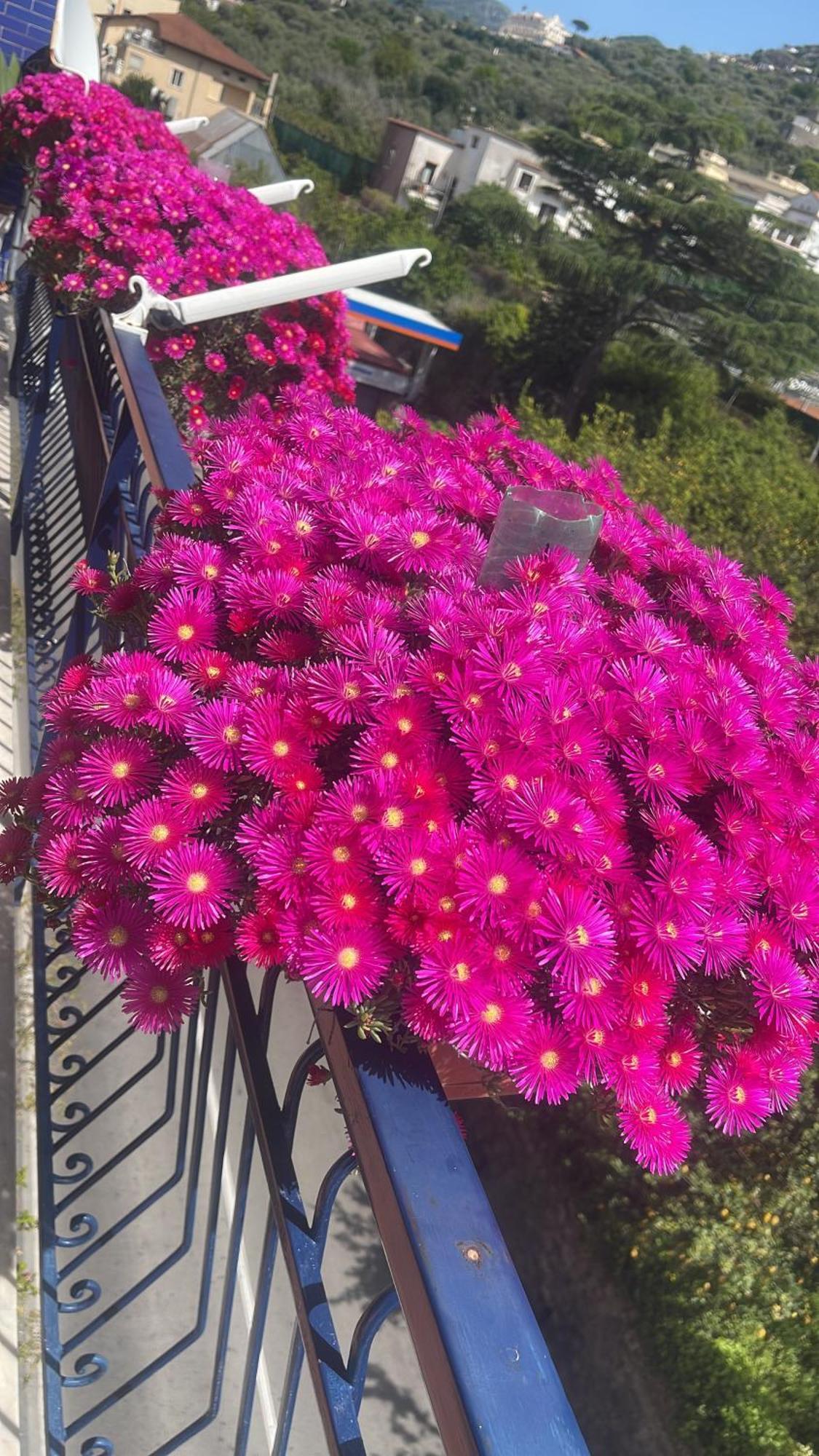 Bougainvillea Relais Sorrento Exteriör bild